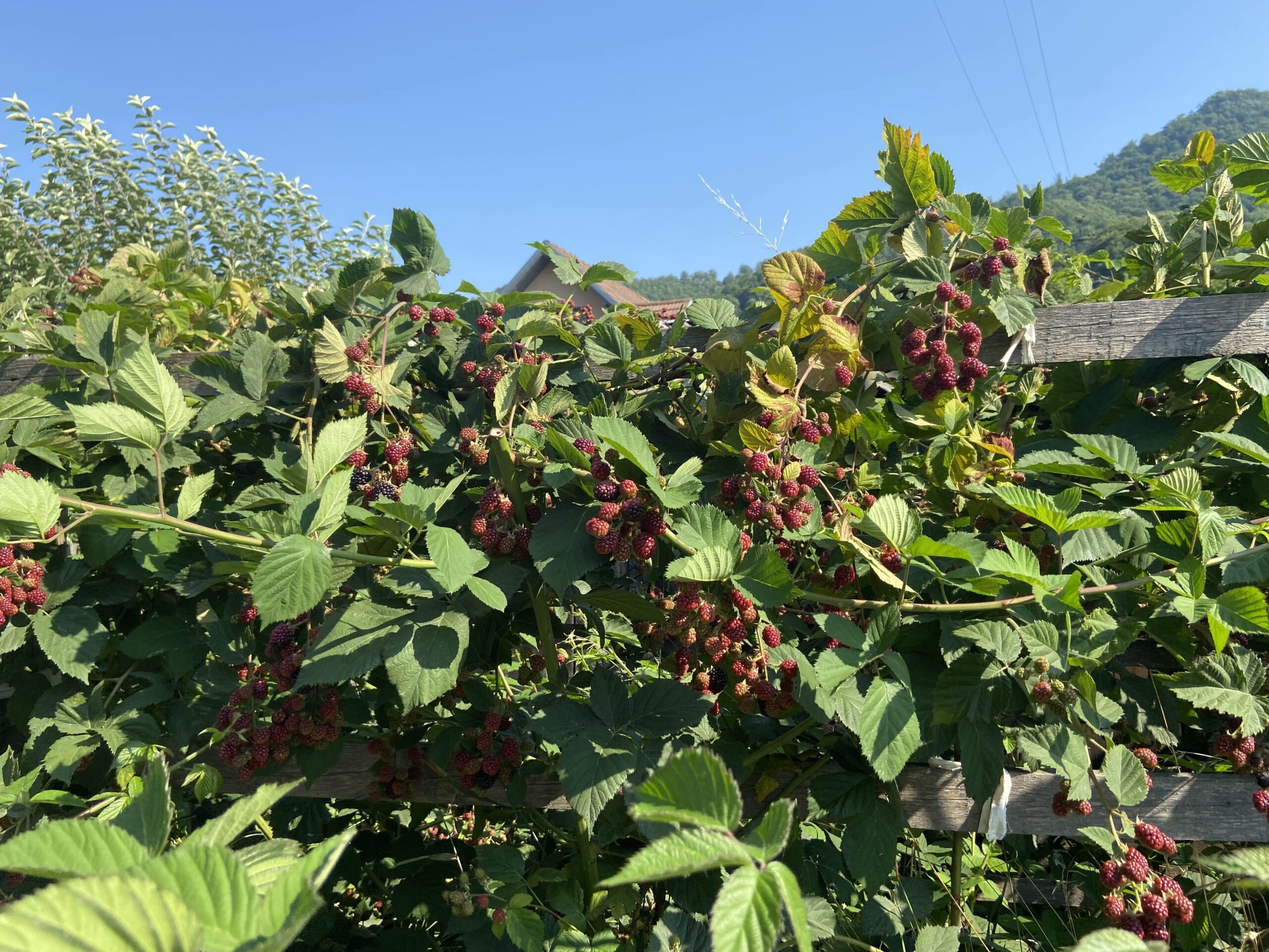 You are currently viewing A káposztától a nyúlig és vissza