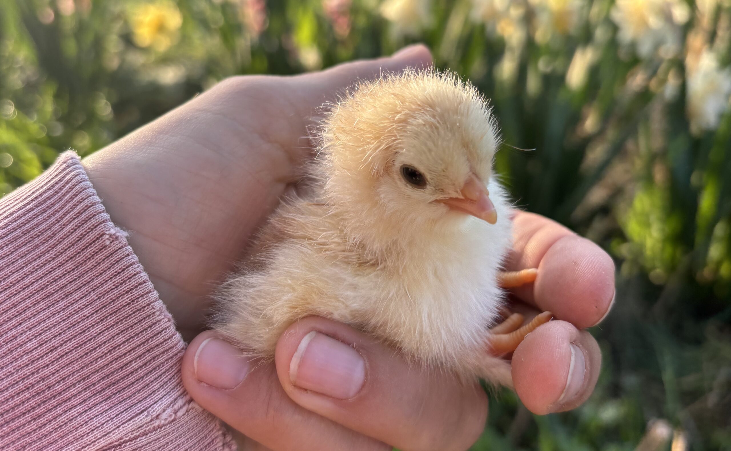 Read more about the article Idei újjászületés