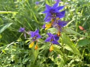 Read more about the article Citromsárga ölelés