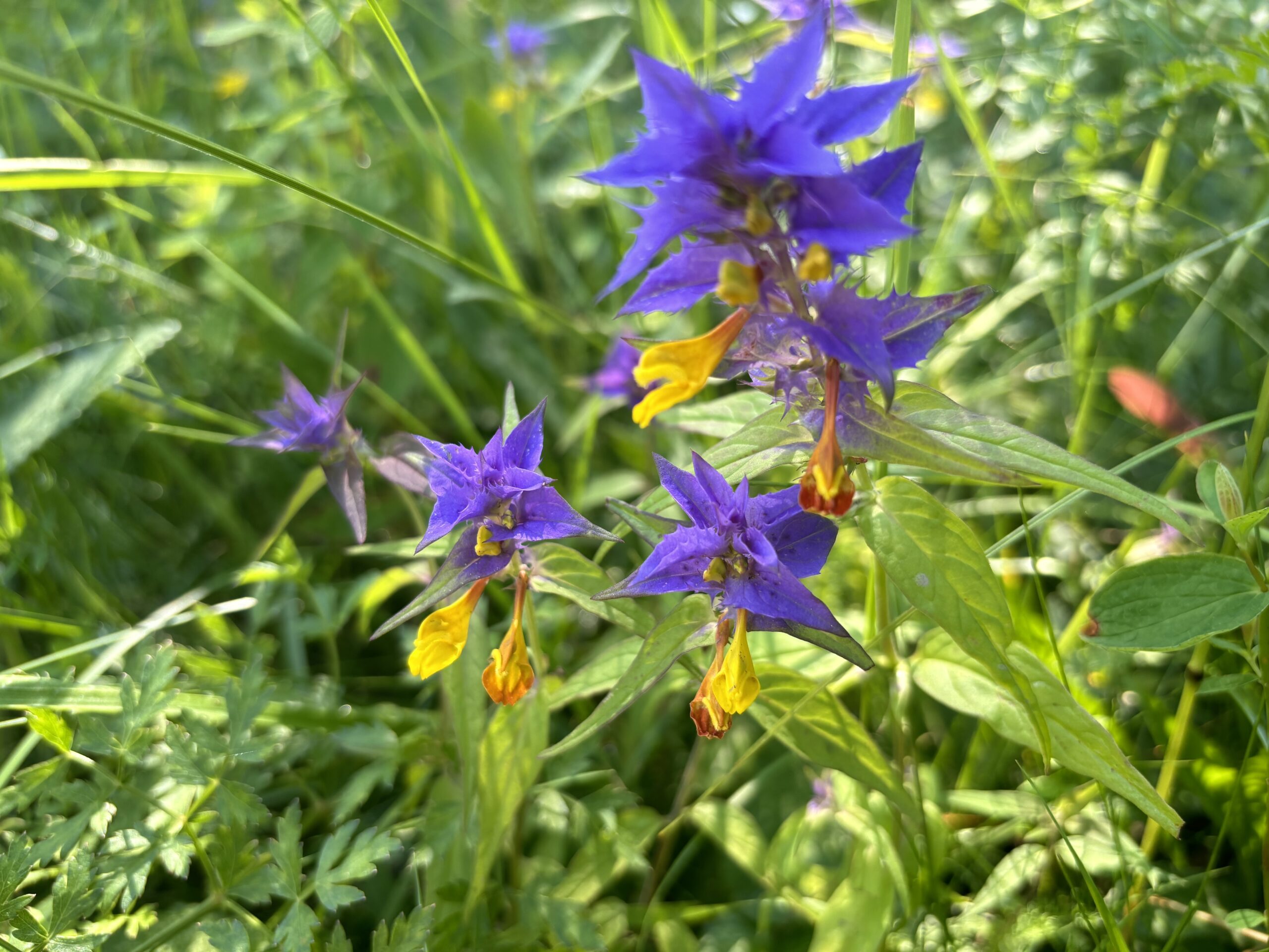 Read more about the article Citromsárga ölelés