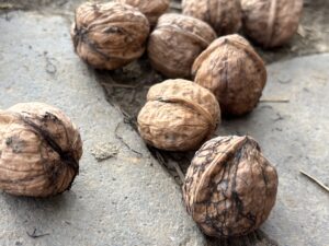 Read more about the article Szétguruló dió