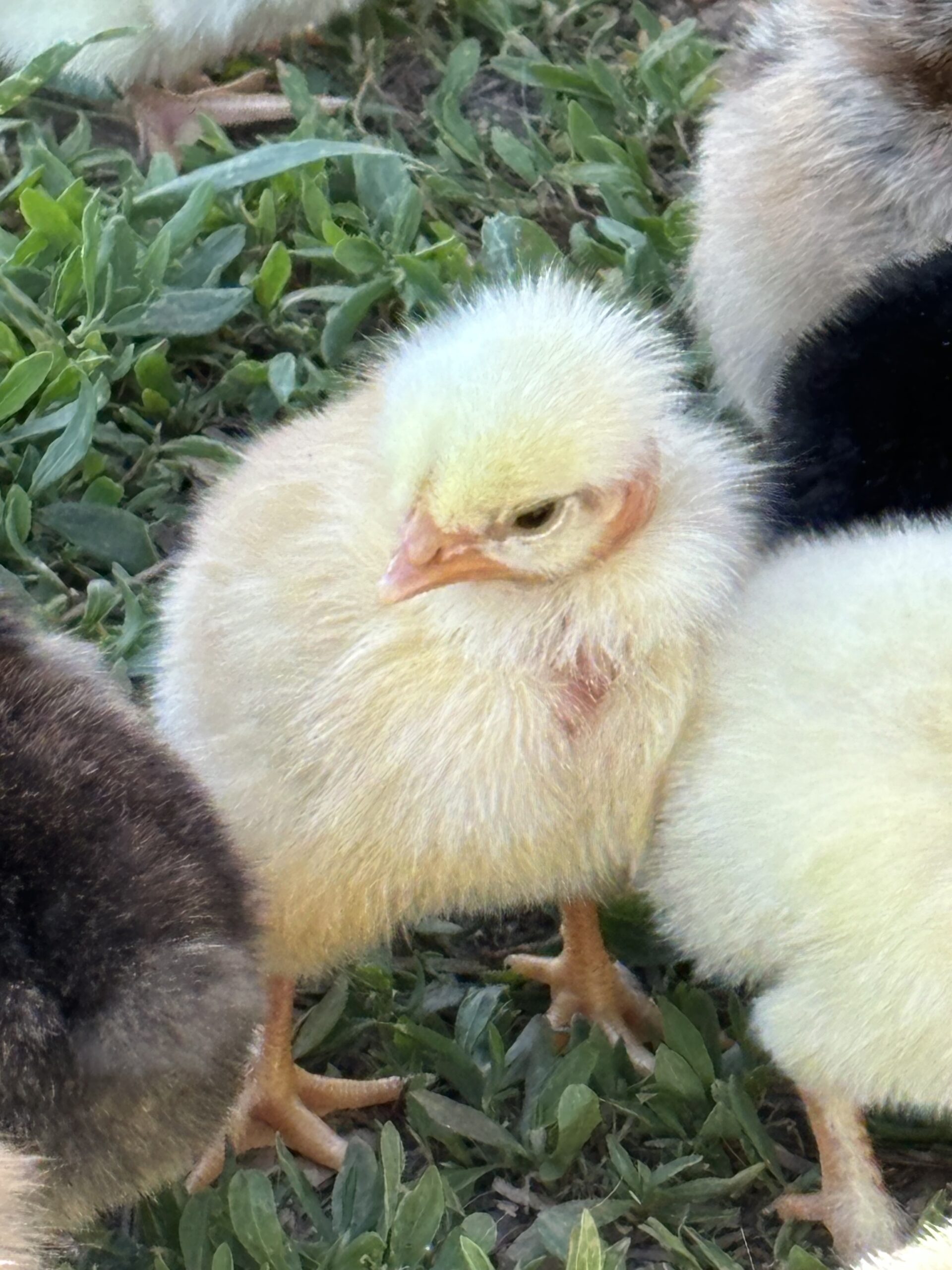 You are currently viewing Csirkenevelés táp és kotló nélkül